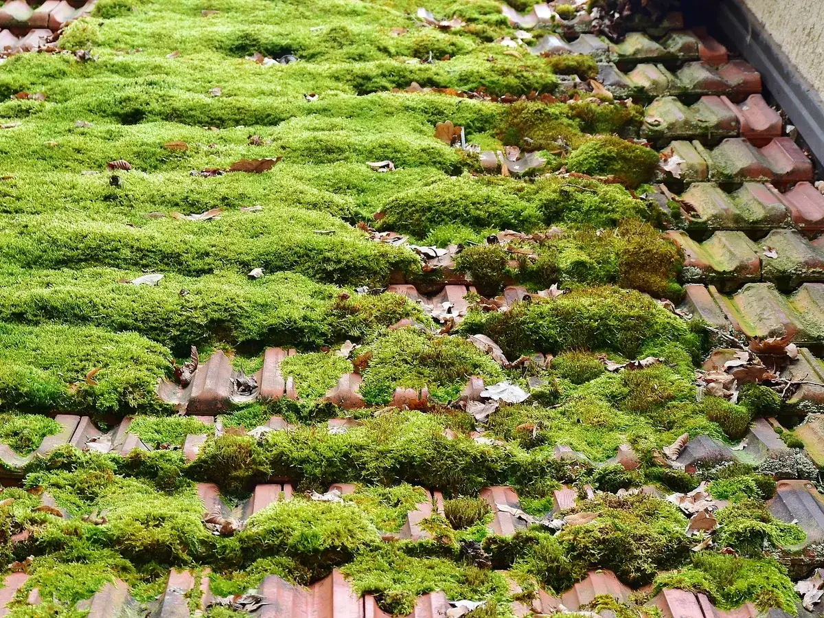 Moss Removal by Crest Roofing & Cladding near Carnforth
